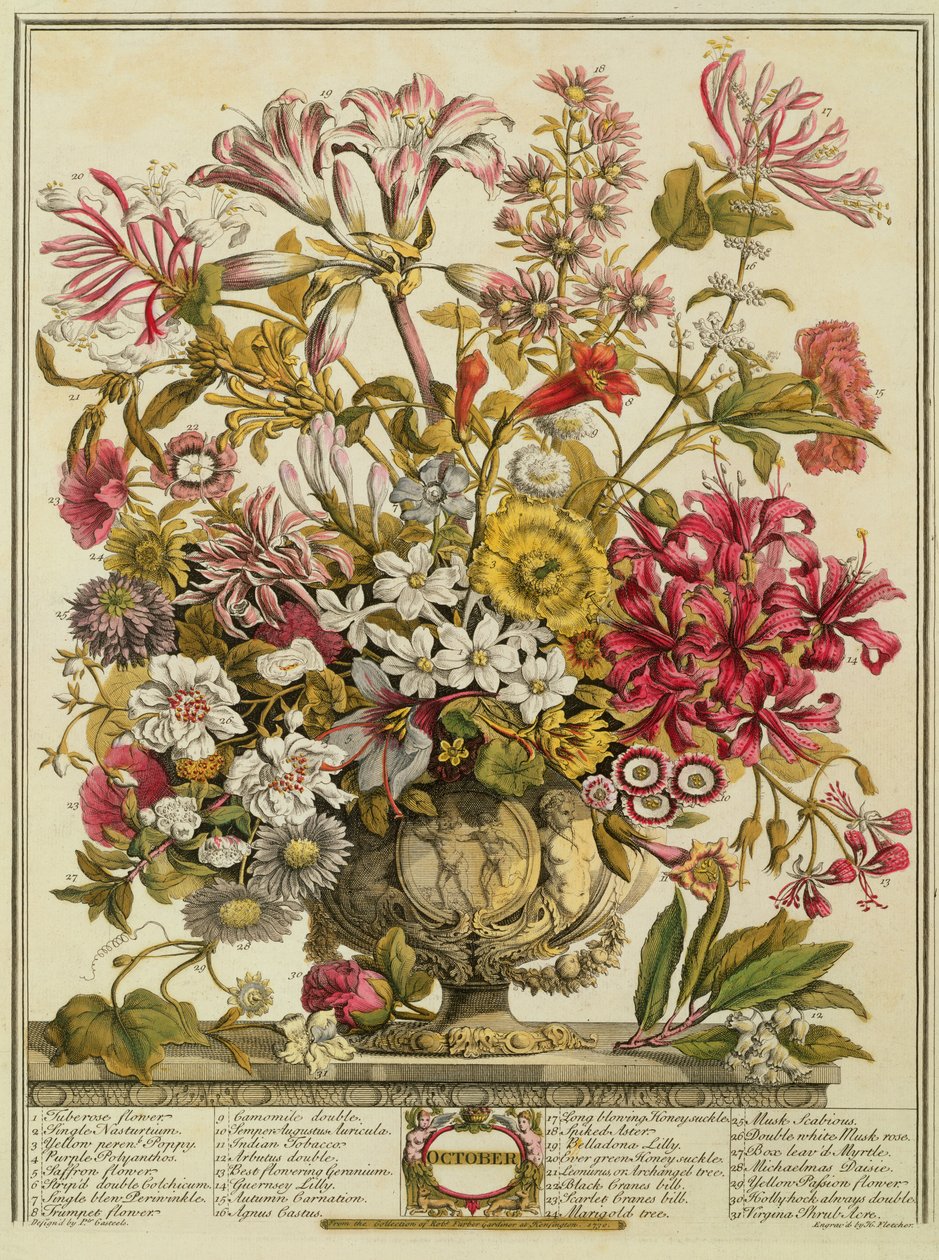 Lokakuu, Robert Furberin (n. 1674-1756) teoksesta "Twelve Months of Flowers", kaiverrus Henry Fletcher (värikaiverrus) tekijältä Pieter Casteels