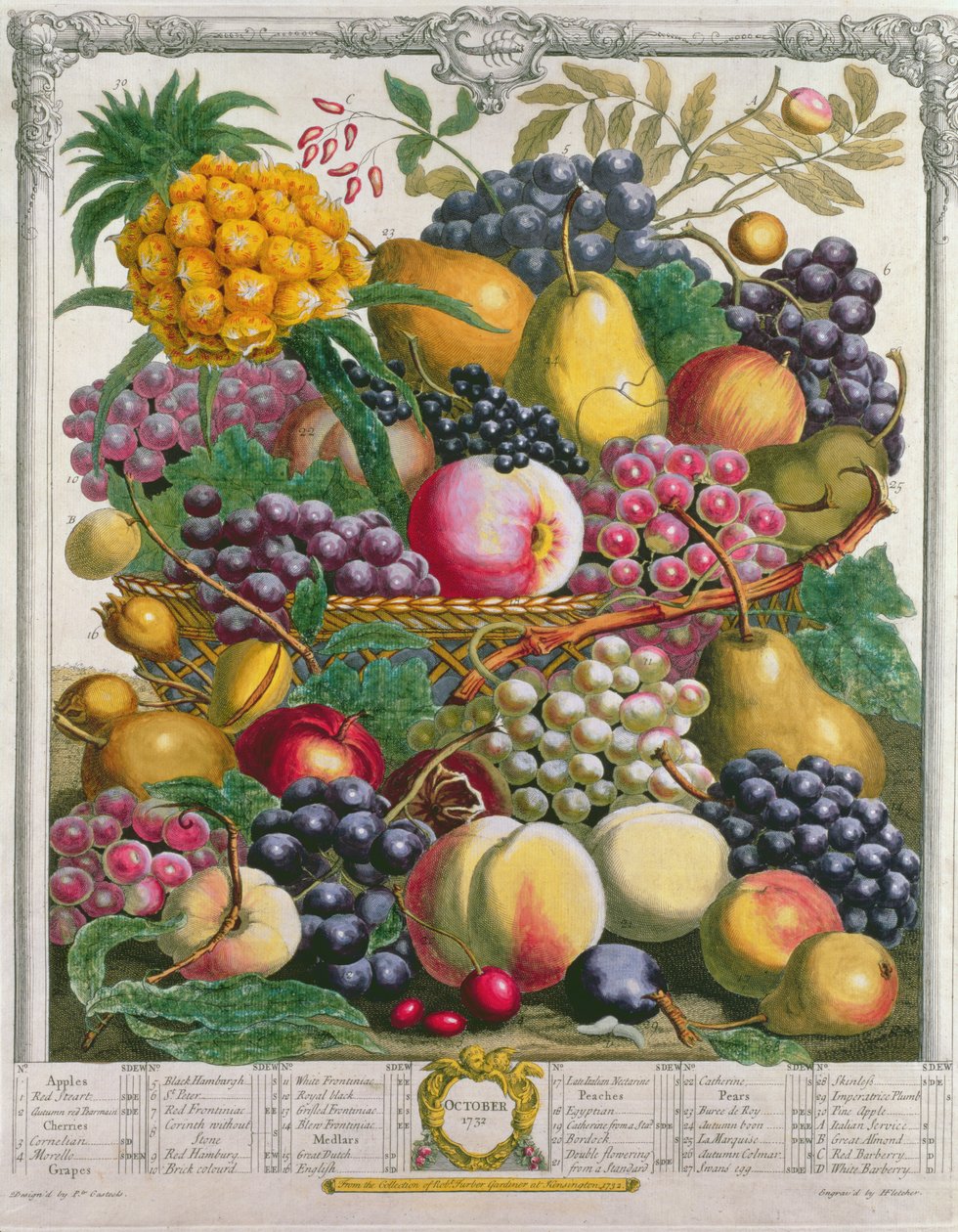 Lokakuu, teoksesta "Twelve Months of Fruits", Robert Furber (n. 1674-1756), kaiverrus Henry Fletcher, 1732 (värikaiverrus) tekijältä Pieter Casteels
