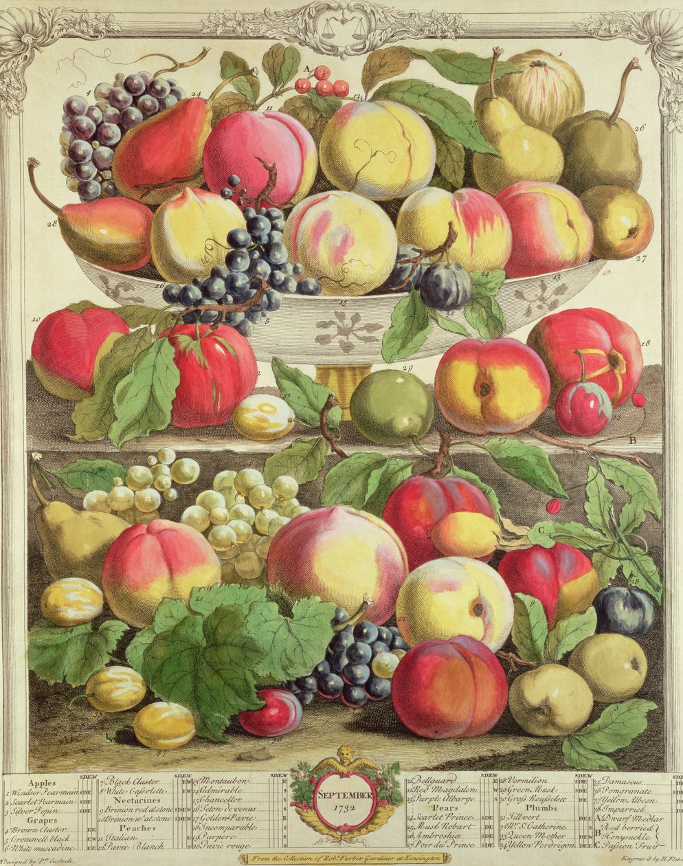 Syyskuu, teoksesta "Twelve Months of Fruits", Robert Furber (n. 1674-1756), kaiverrus Henry Fletcher, 1732 (värikaiverrus) tekijältä Pieter Casteels
