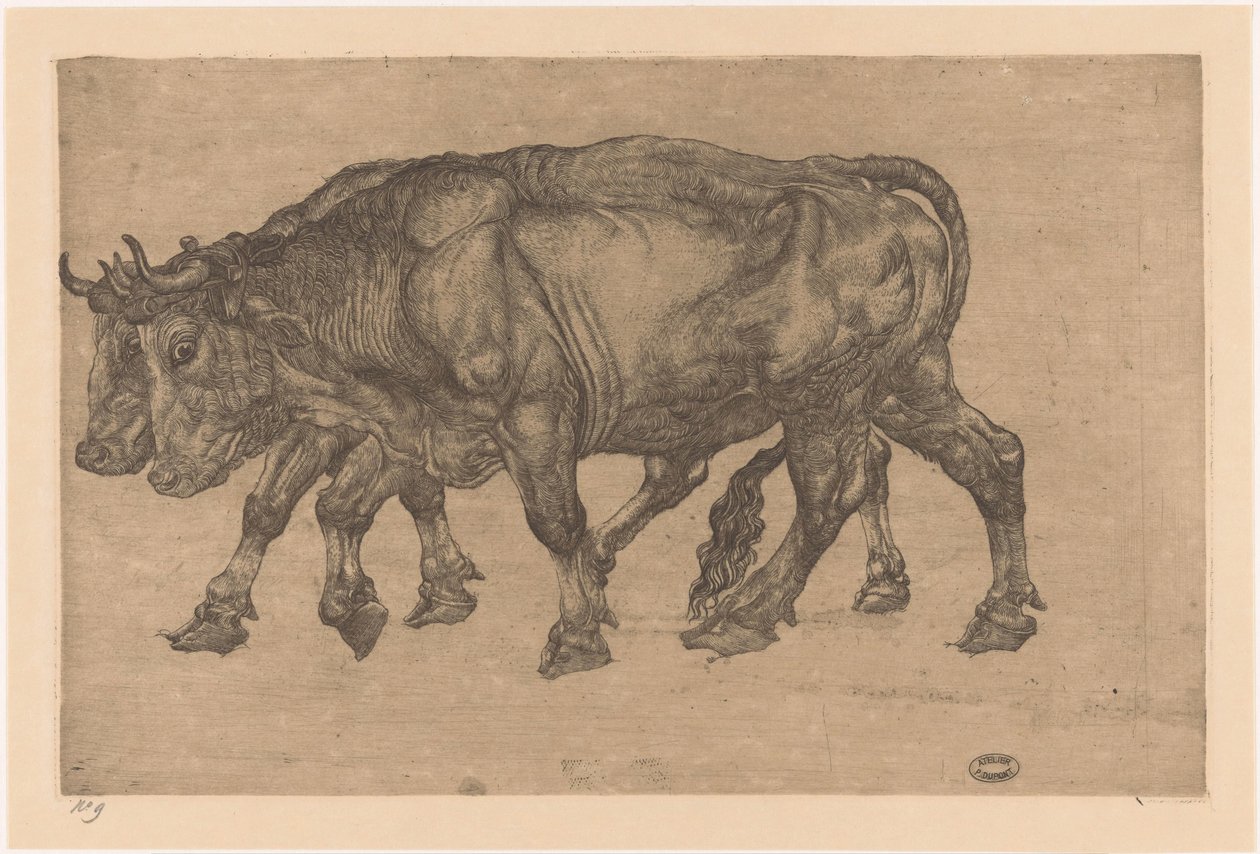 kaksi härkää tekijältä Pieter Dupont