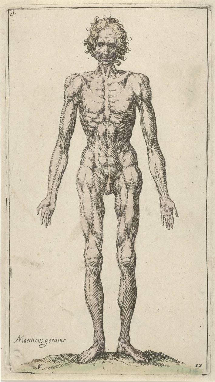 Tutkimus alastomasta miehestä Anatomiset tutkimukset (sarjan nimi) tekijältä Pieter Feddes van Harlingen