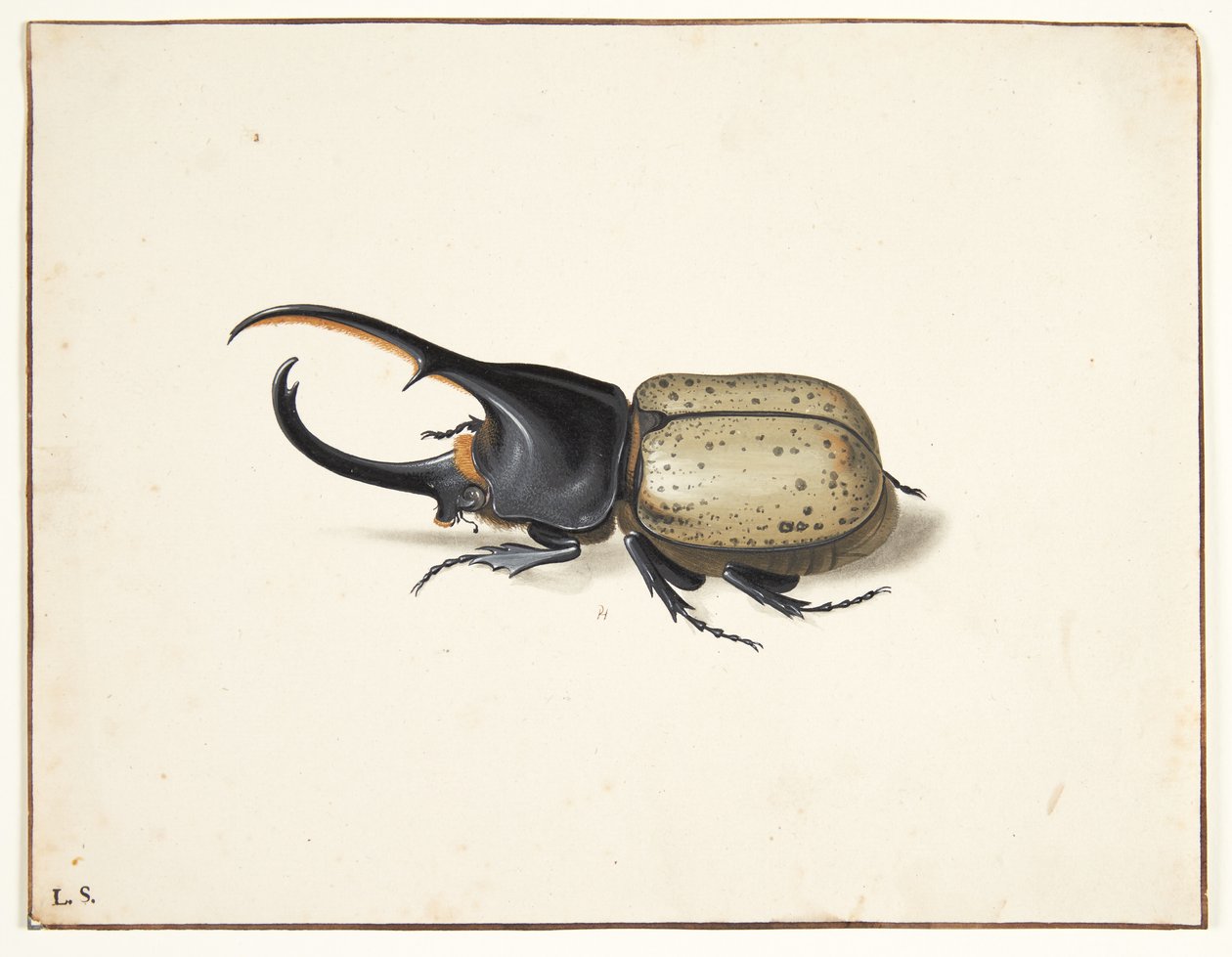 Herkulesbillessä (dynastes Hercules) tekijältä Pieter Holsteijn