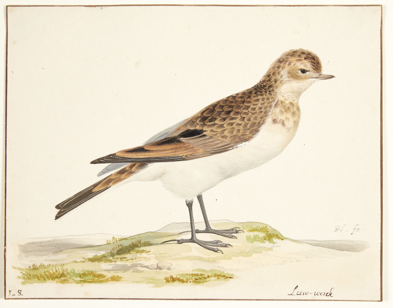 Laulukiuru (alauda arvensis) tekijältä Pieter Holsteijn