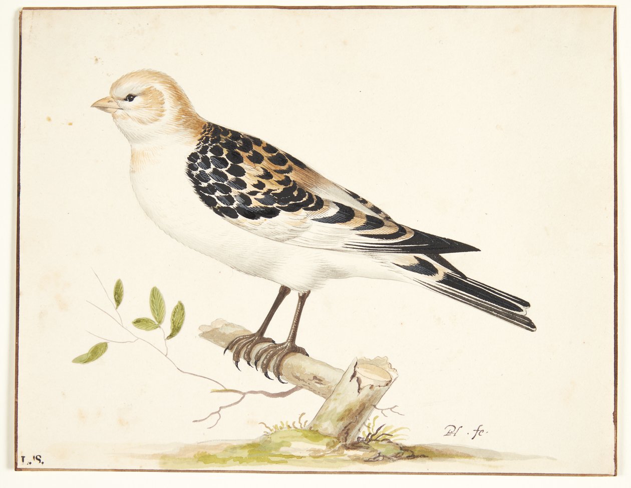 In snespurv (plectrophenax nivalis) tekijältä Pieter Holsteijn