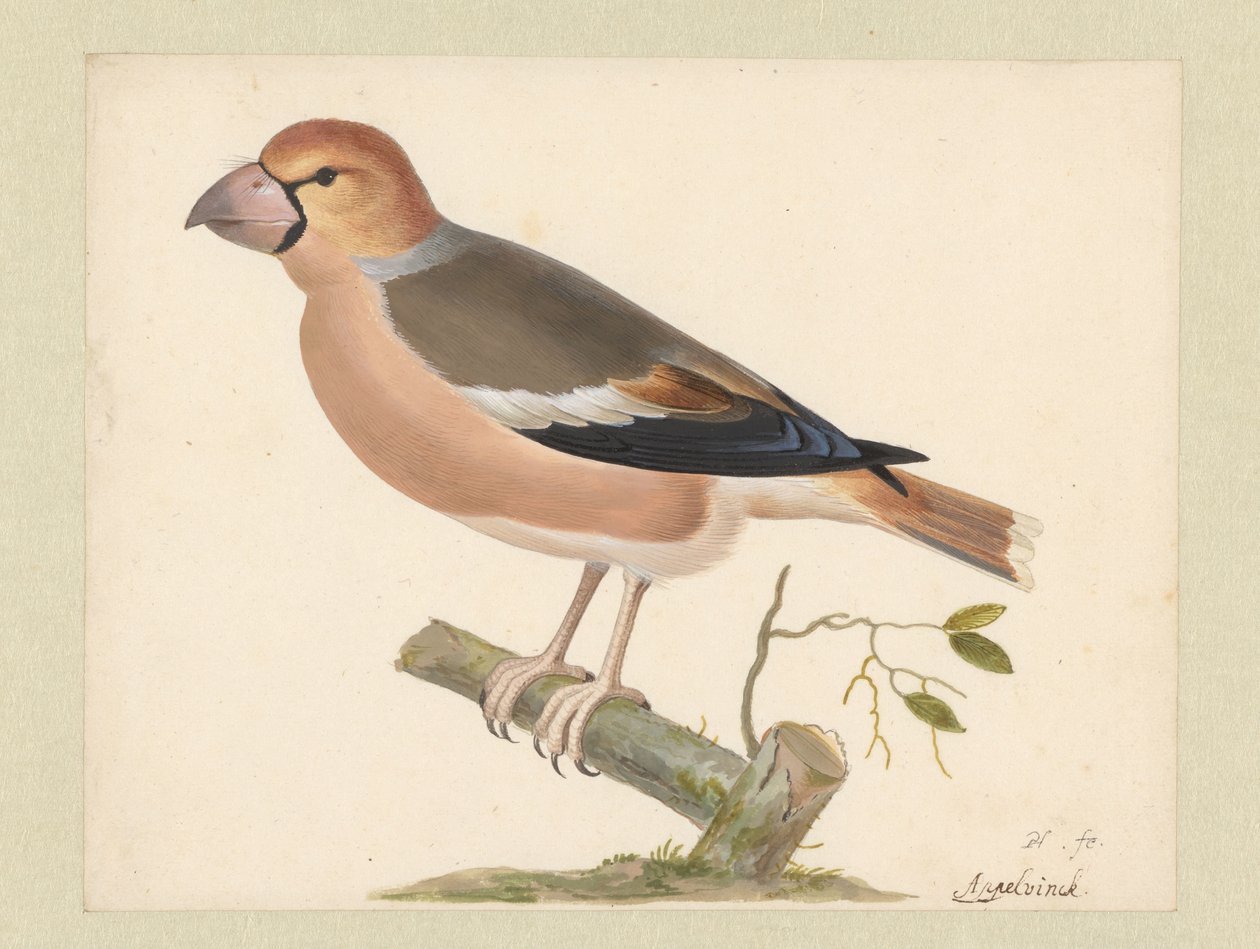 Applefinch tekijältä Pieter Holsteyn (I)