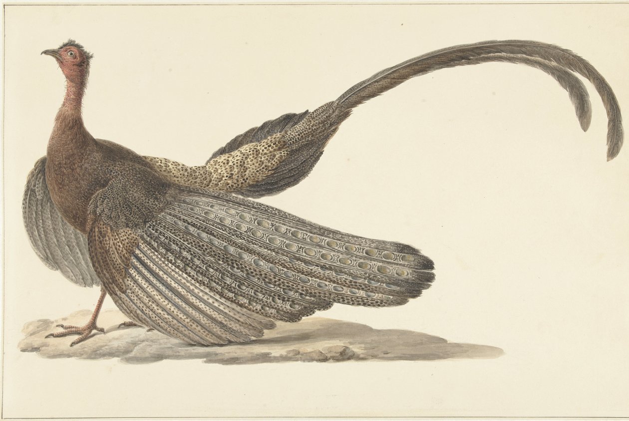 Argus-fasaani tekijältä Pieter Pietersz. Barbiers