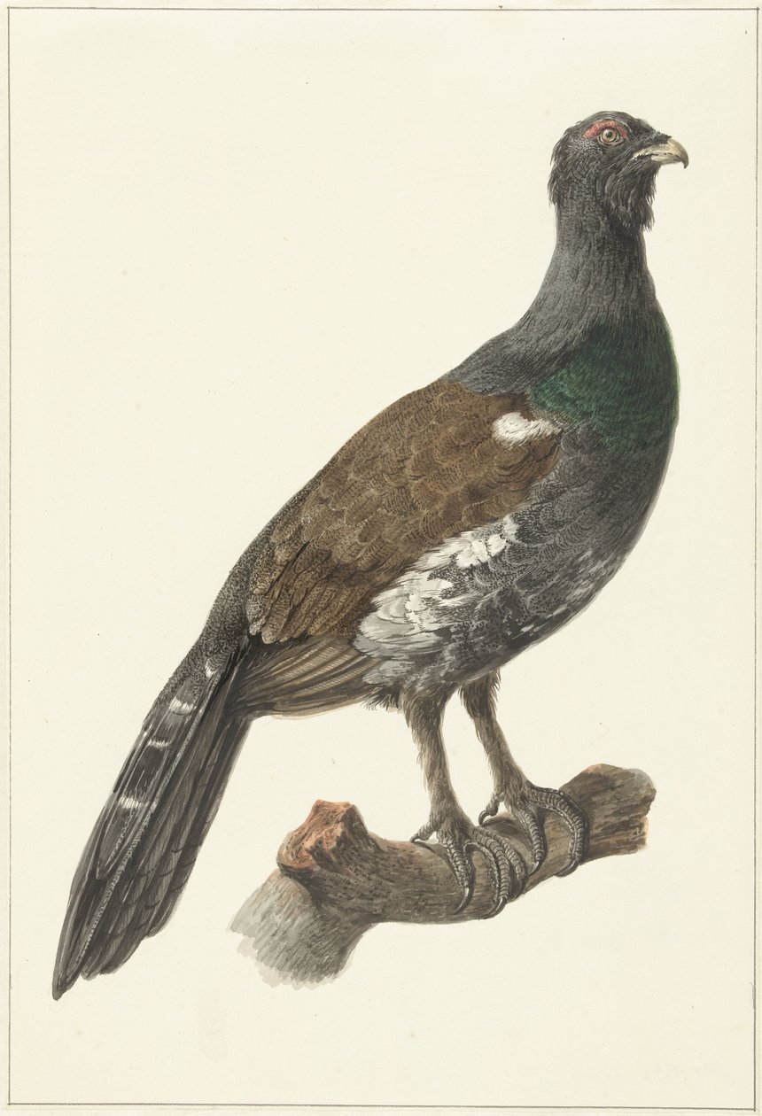 Auerhaan tekijältä Pieter Pietersz. Barbiers