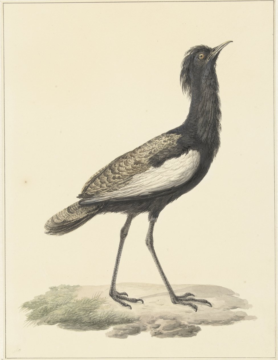 Bardatrap (Euadatis bengalensis / Haubropsis bengalensis) tekijältä Pieter Pietersz. Barbiers