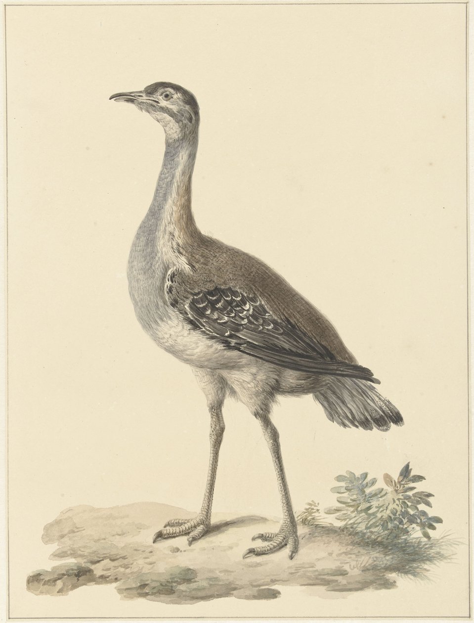 Denhamsin ansa (Neotis denhami) tekijältä Pieter Pietersz. Barbiers