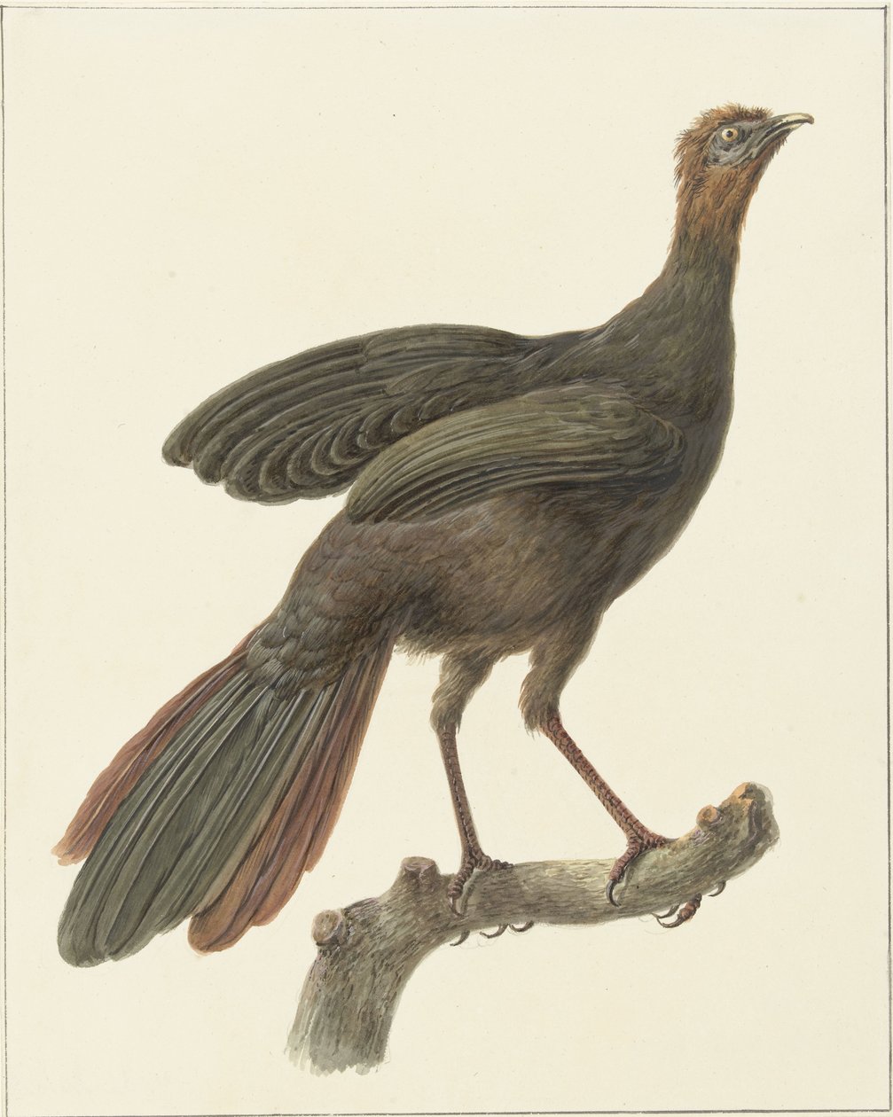Kuifsjakohoen (Penelope purpurascens) tekijältä Pieter Pietersz. Barbiers