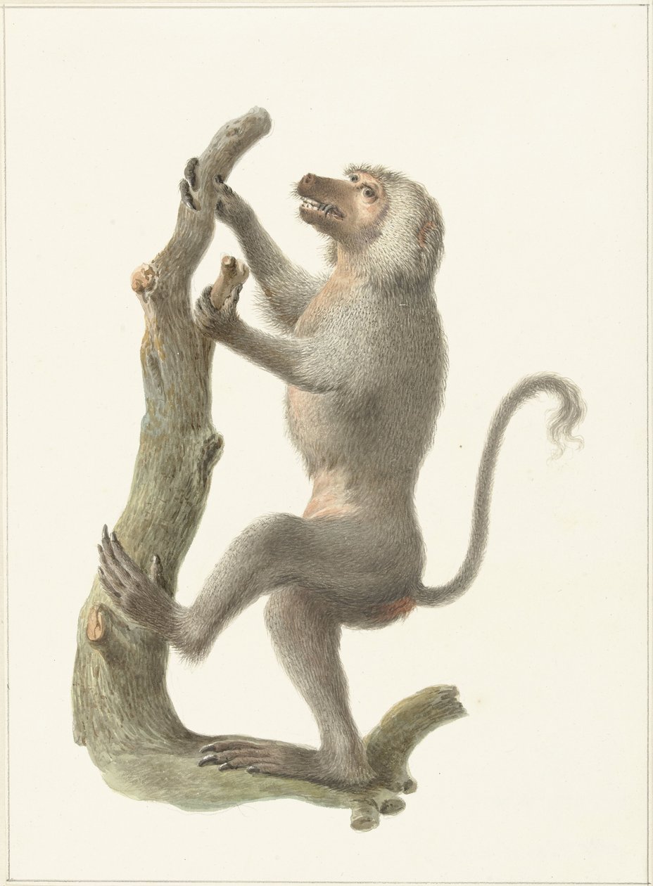 vaippapaviaani tekijältä Pieter Pietersz. Barbiers