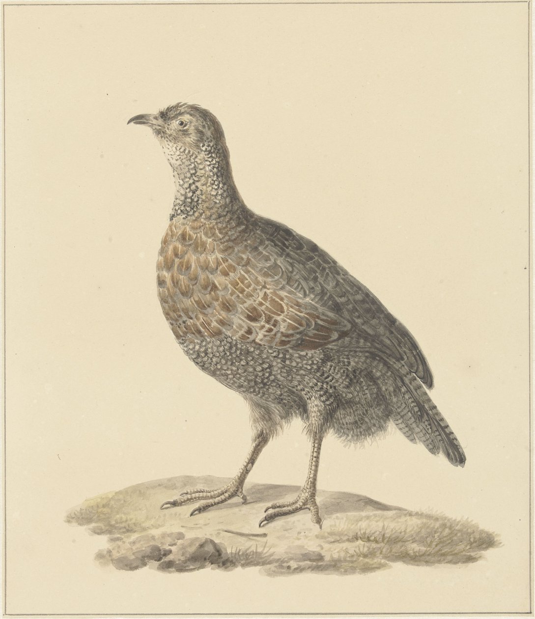 peltopyy (?) tekijältä Pieter Pietersz. Barbiers