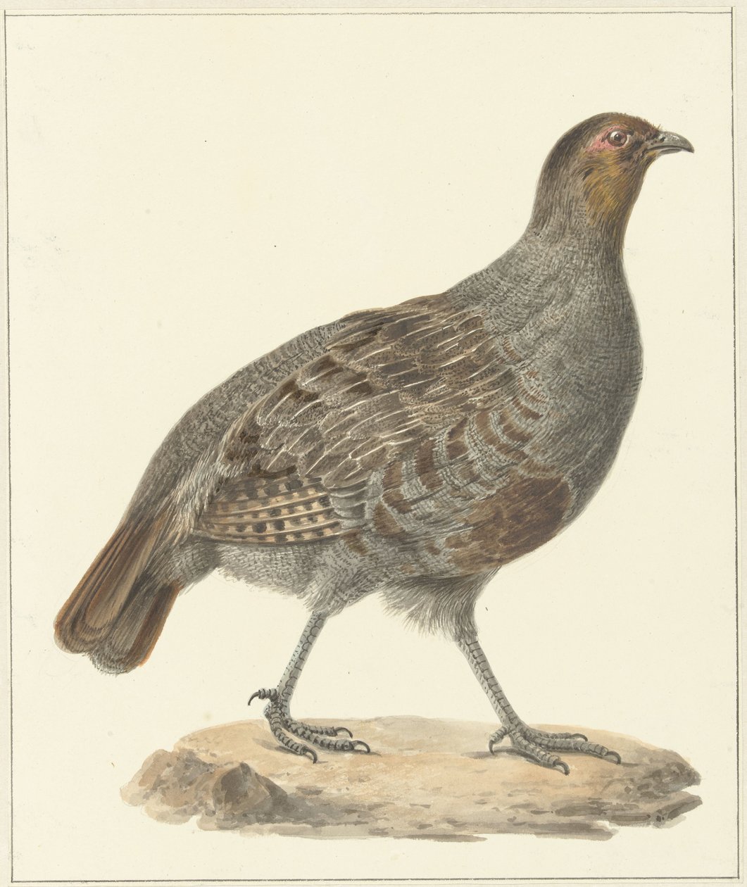 Peltopyy tekijältä Pieter Pietersz. Barbiers