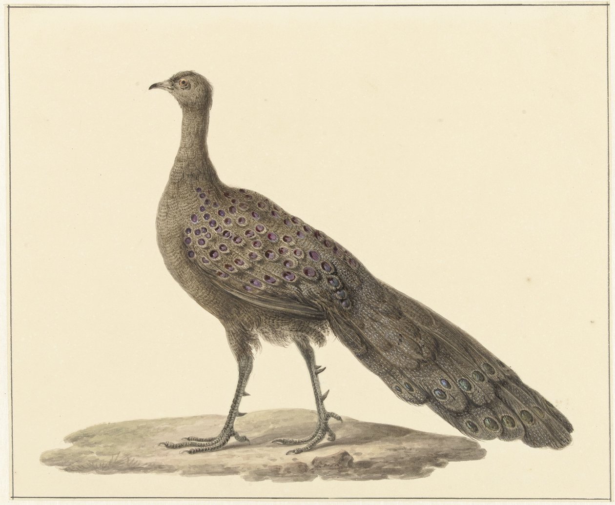 Spiegelpauw tekijältä Pieter Pietersz. Barbiers