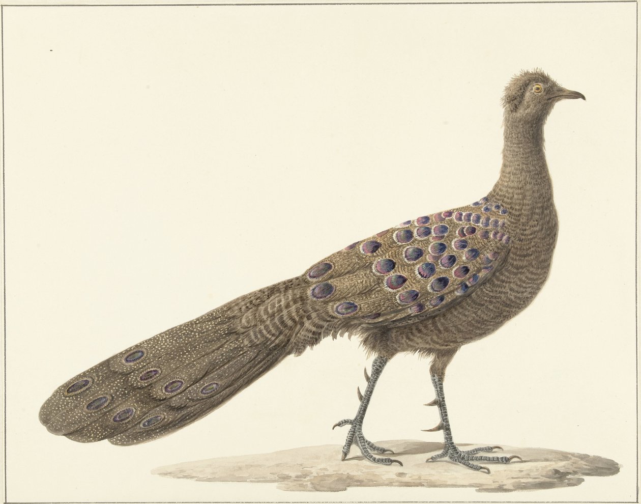 Spiegelpauw tekijältä Pieter Pietersz. Barbiers
