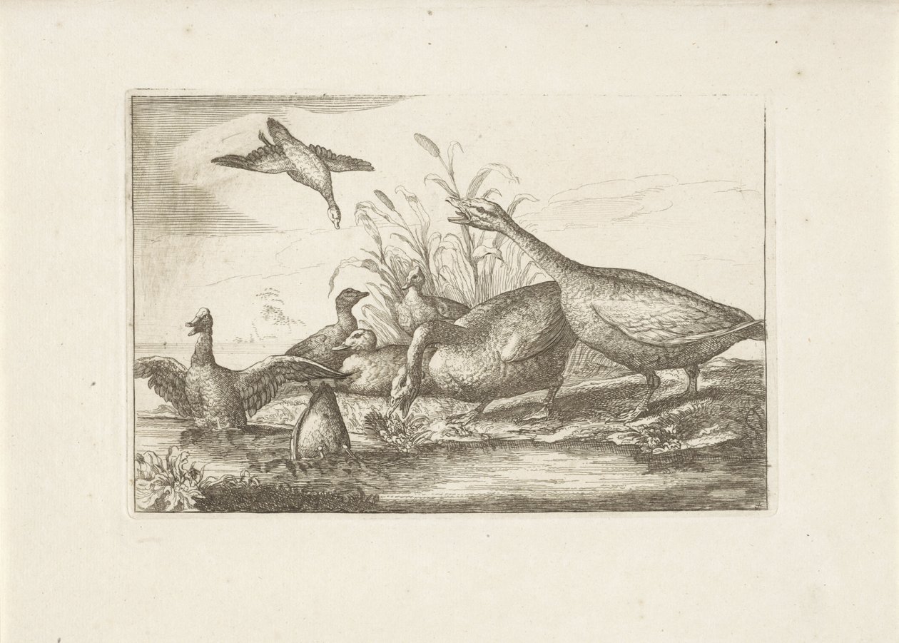 Eenden en ganzen Erilaisia ​​lintuja (sarjan nimi) Eri lintujen täydellisimmät hahmot (...) (sarjan nimi) tekijältä Pieter Schenk (I) (attributed to)