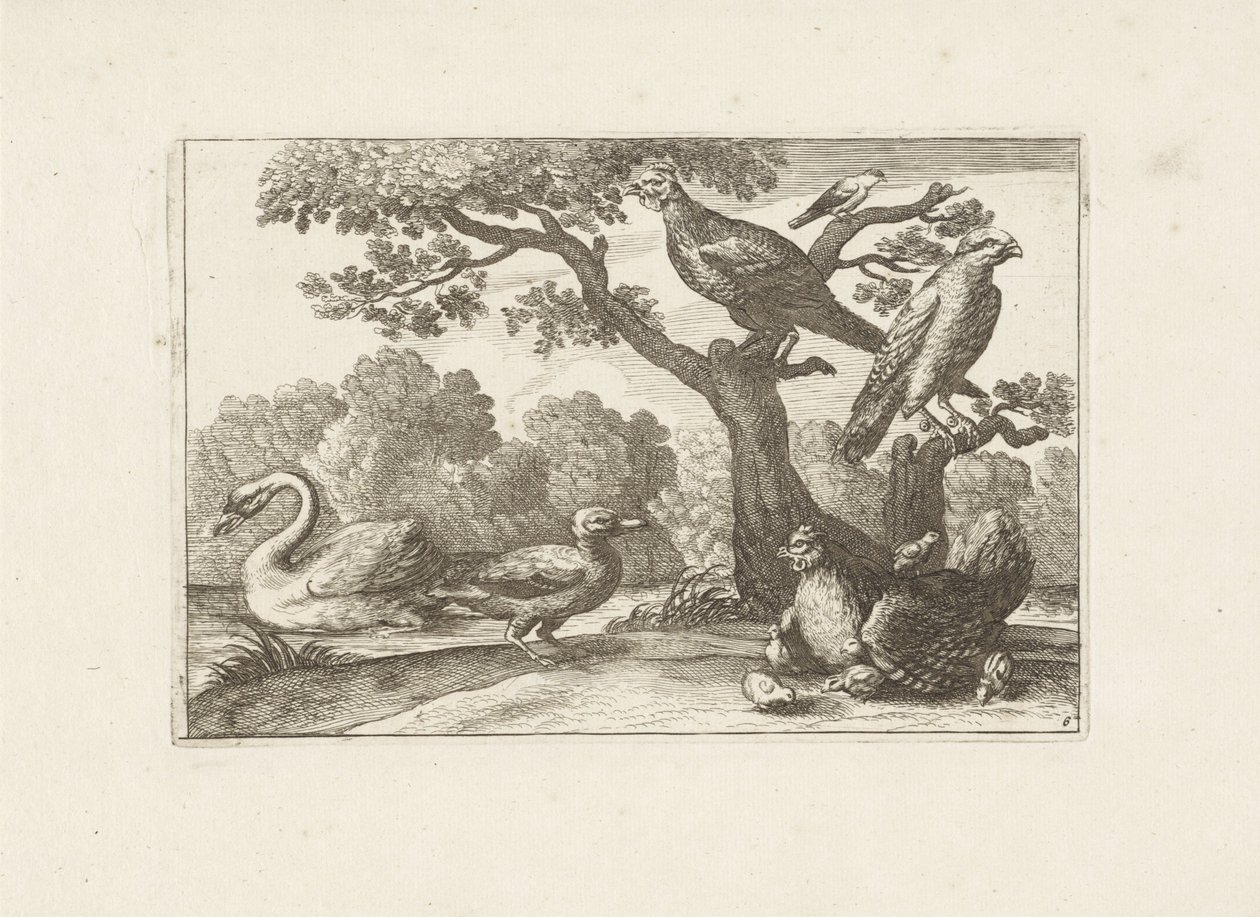Kip tapasi kuikens en andere vogels Erilaisia ​​lintuja (sarjan nimi) Eri lintujen täydellisimmät hahmot (...) (sarjan nimi) tekijältä Pieter Schenk (I) (attributed to)