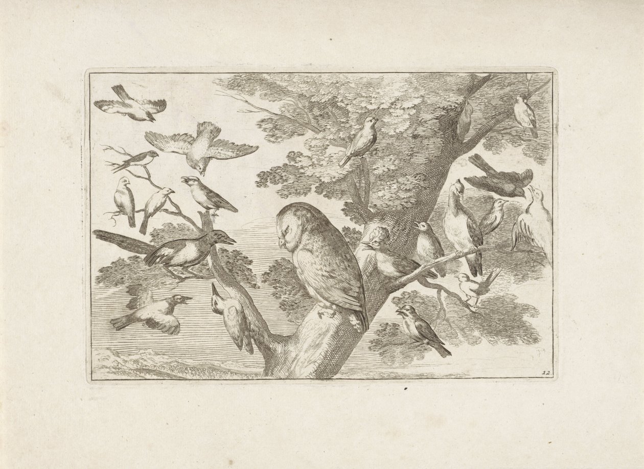 Uil en andere vogels in boom Erilaisia ​​lintuja (sarjan nimi) Eri lintujen täydellisimmät hahmot (...) (sarjan nimi) tekijältä Pieter Schenk (I) (attributed to)