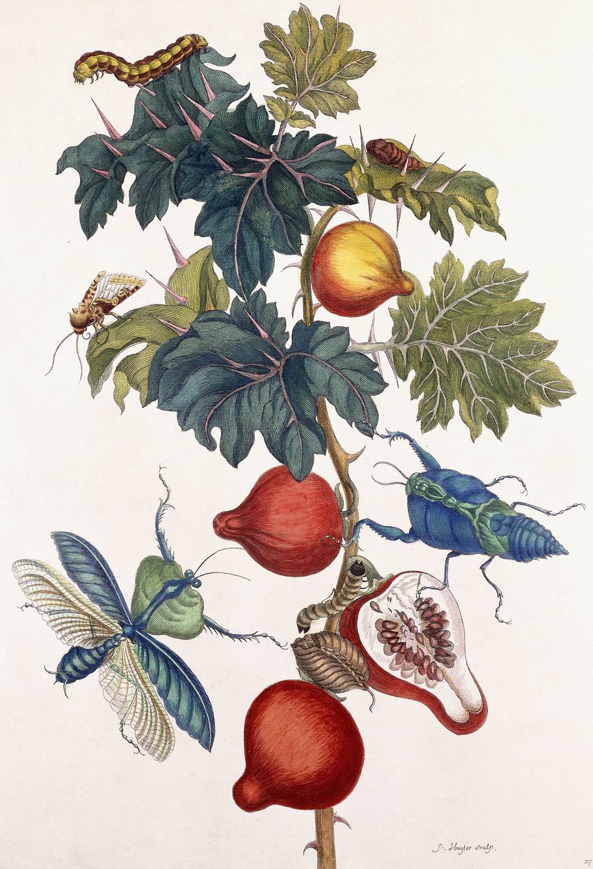 Erilaisten hyönteisten metamorfoosi, 1726 tekijältä Pieter Sluiter or Sluyter