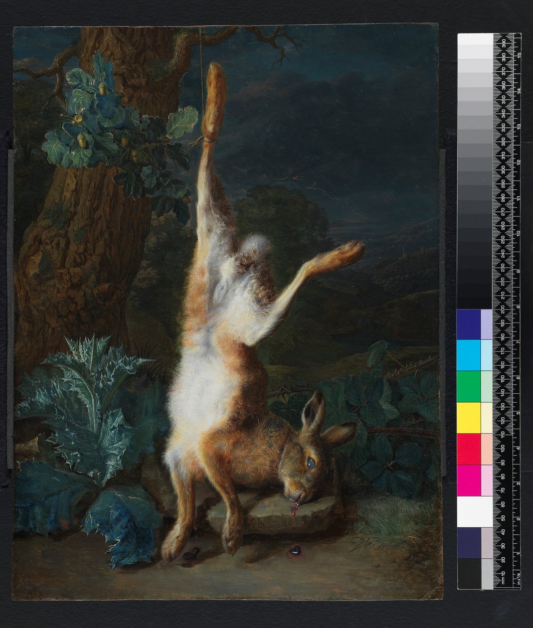Kuollut jänis, ennen vuotta 1782 tekijältä Pieter Snyers