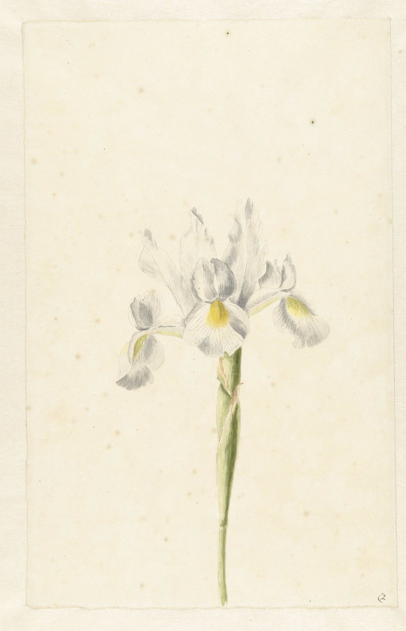 Valkoinen iiris (Iris albicans) tekijältä Pieter Withoos (circle of)