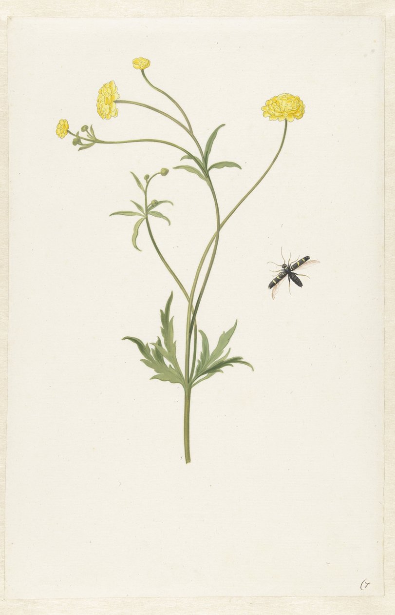 Kaksoiskeltainen ranunculus ja hyönteinen tekijältä Pieter Withoos (possibly)