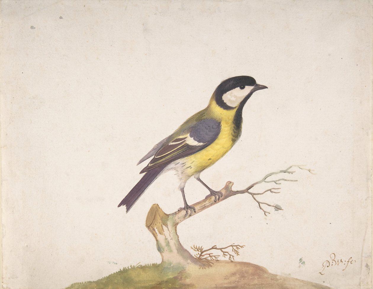Isotiainen Parus major istui oksalla, 1670-93. tekijältä Pieter Withoos