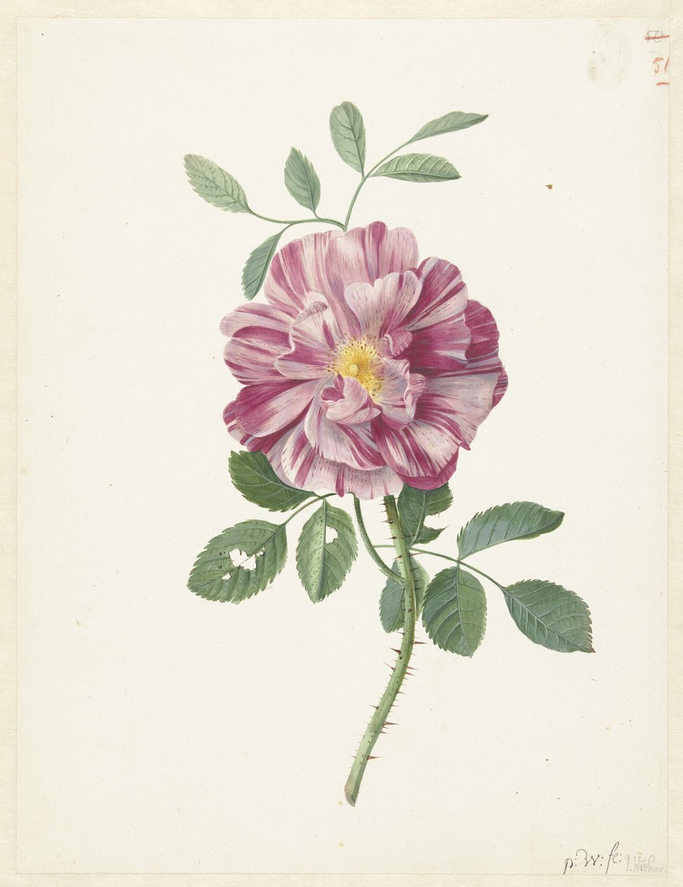 Gallialainen ruusu (Rosa gallica L. 