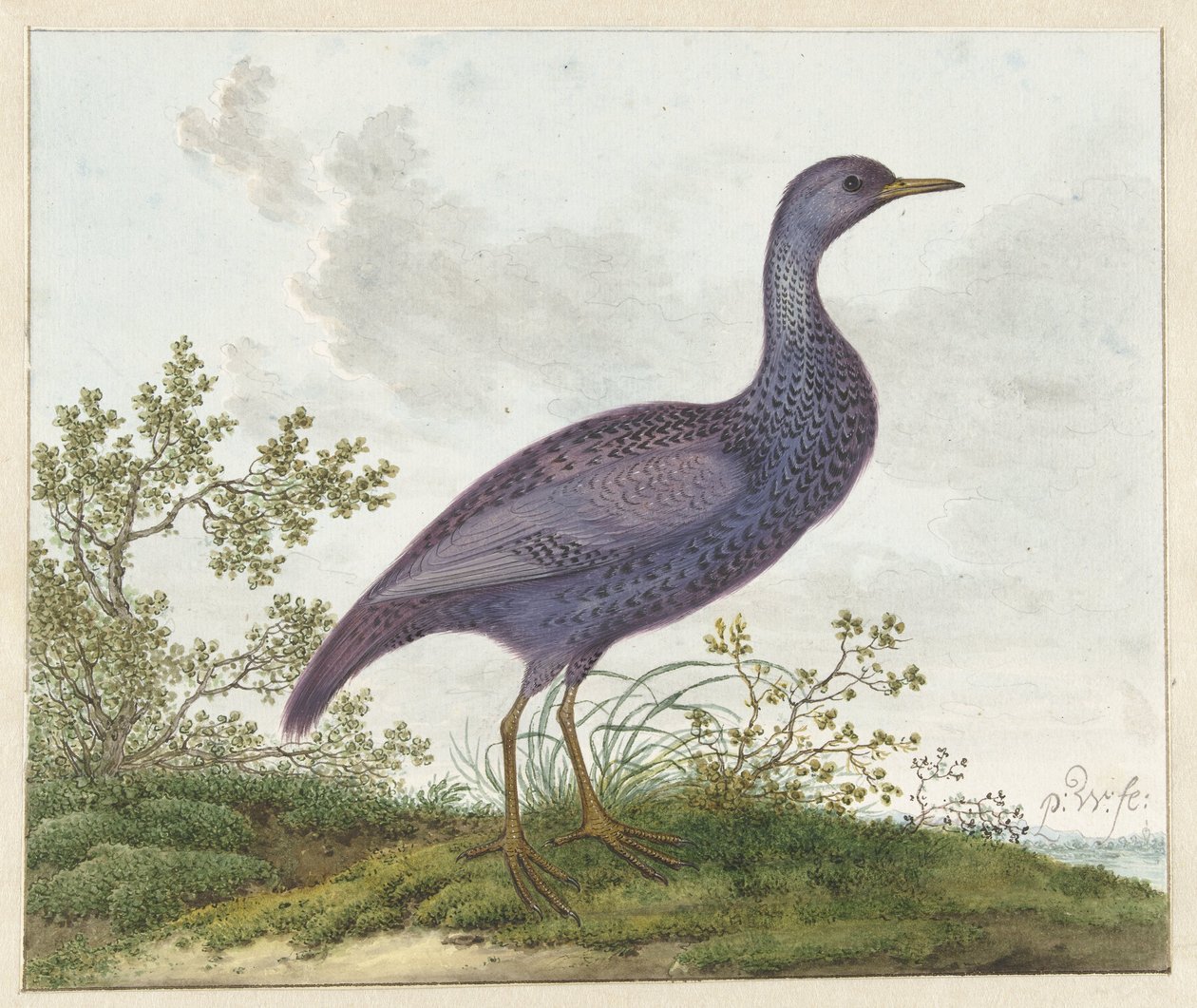 Spotted Crake (Porzana porzana) ? tekijältä Pieter Withoos