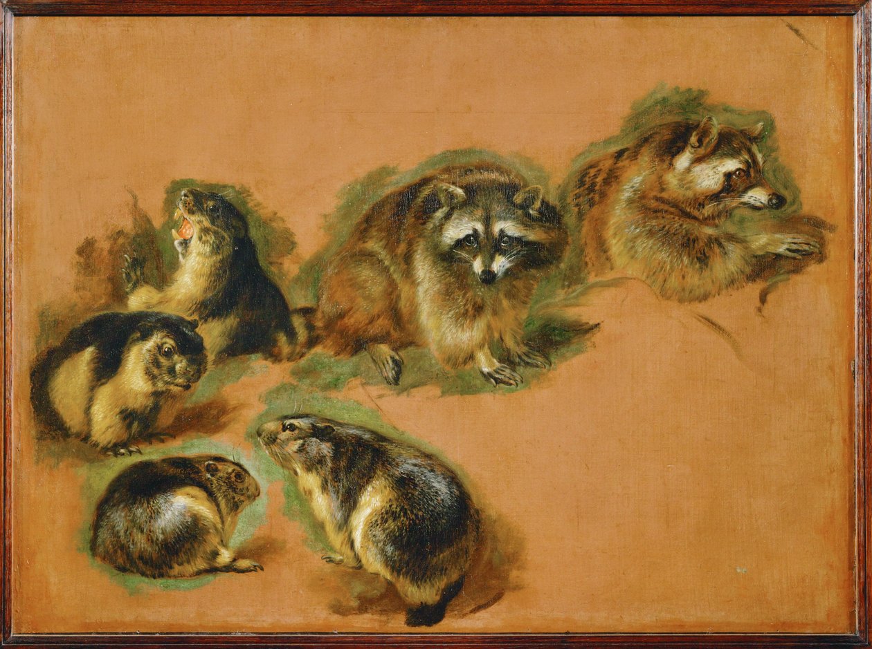 Marmots and raccoons (maalaus kankaalle) tekijältä Pieter or Peter Boel