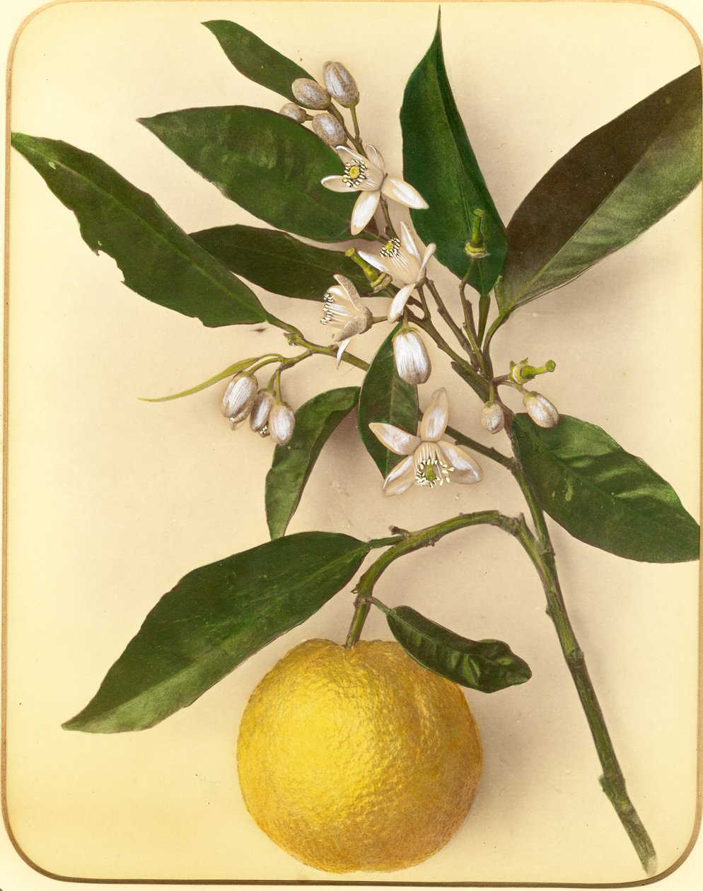 Sitruuna, 1870-luku (albumiprintti) tekijältä Pietro Guidi