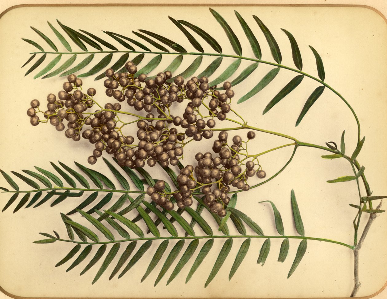 Purppuranpunaisia kukkia, 1870-luku (valkopainatus) tekijältä Pietro Guidi