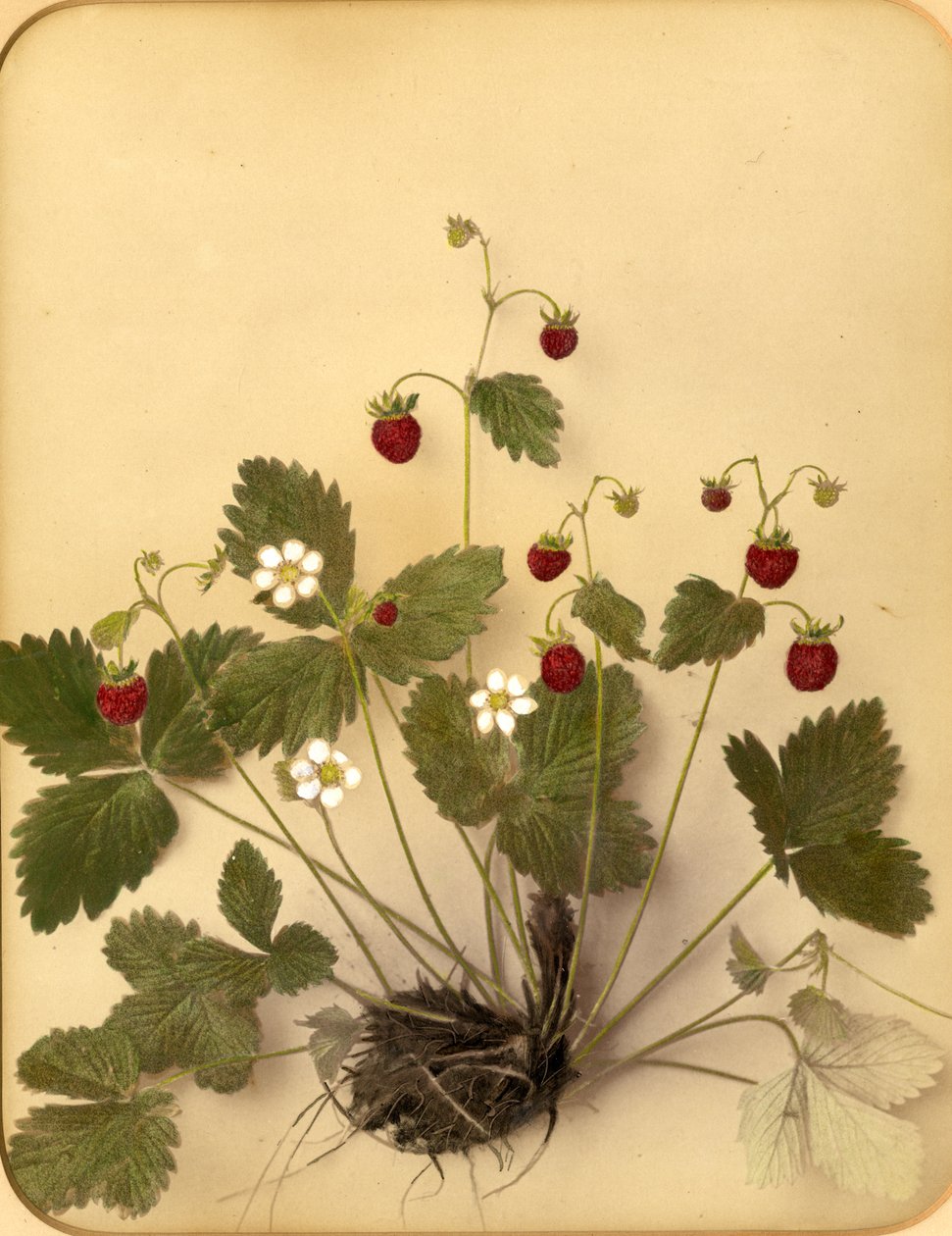 Villimansikkakukat, 1870-luku (albumiprintti) tekijältä Pietro Guidi