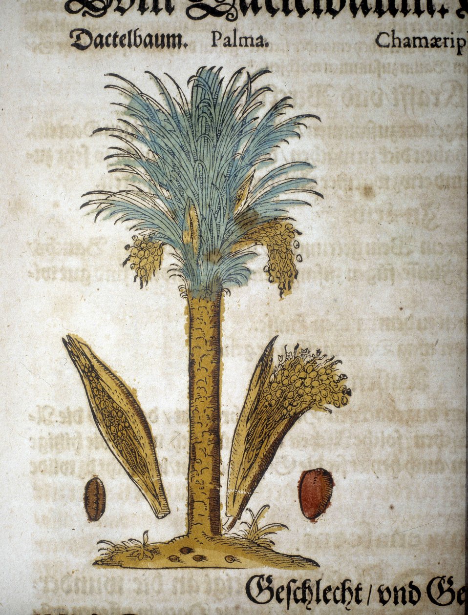 Kasvitieteellinen taulu: Palmu taateleilla - "" herbarium mattiolissa"". tekijältä Pietro Andrea Mattioli