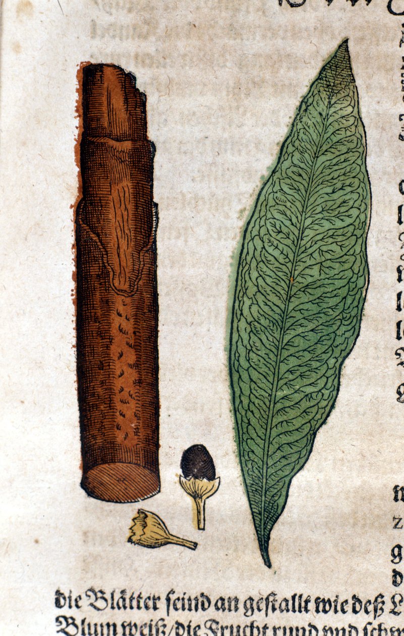 cinnamoma. Kaiverrus - "" Kreutterbuch Dess erittäin oppinut ja tunnettu Mr. D. Petri Andreae Matthioli"" Pietro Andrea Mattioli (Matthiole) (1500-1577). Frankfurt tekijältä Pietro Andrea Mattioli