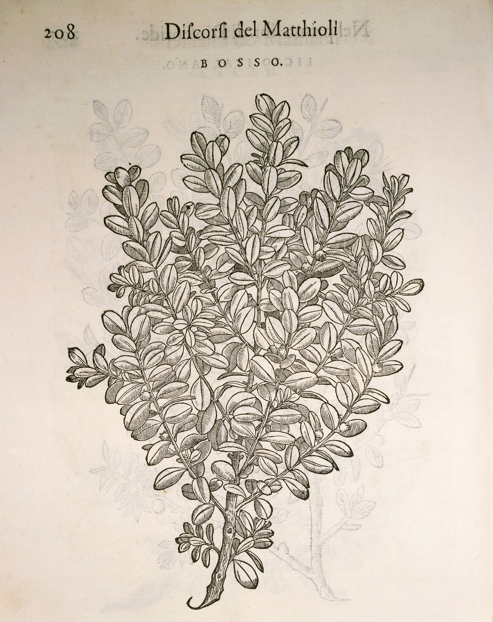 Common Box tai Boxwood (Buxus sempervirens), kaiverrus Pier Andrea Mattioli tekijältä Pietro Andrea Mattioli