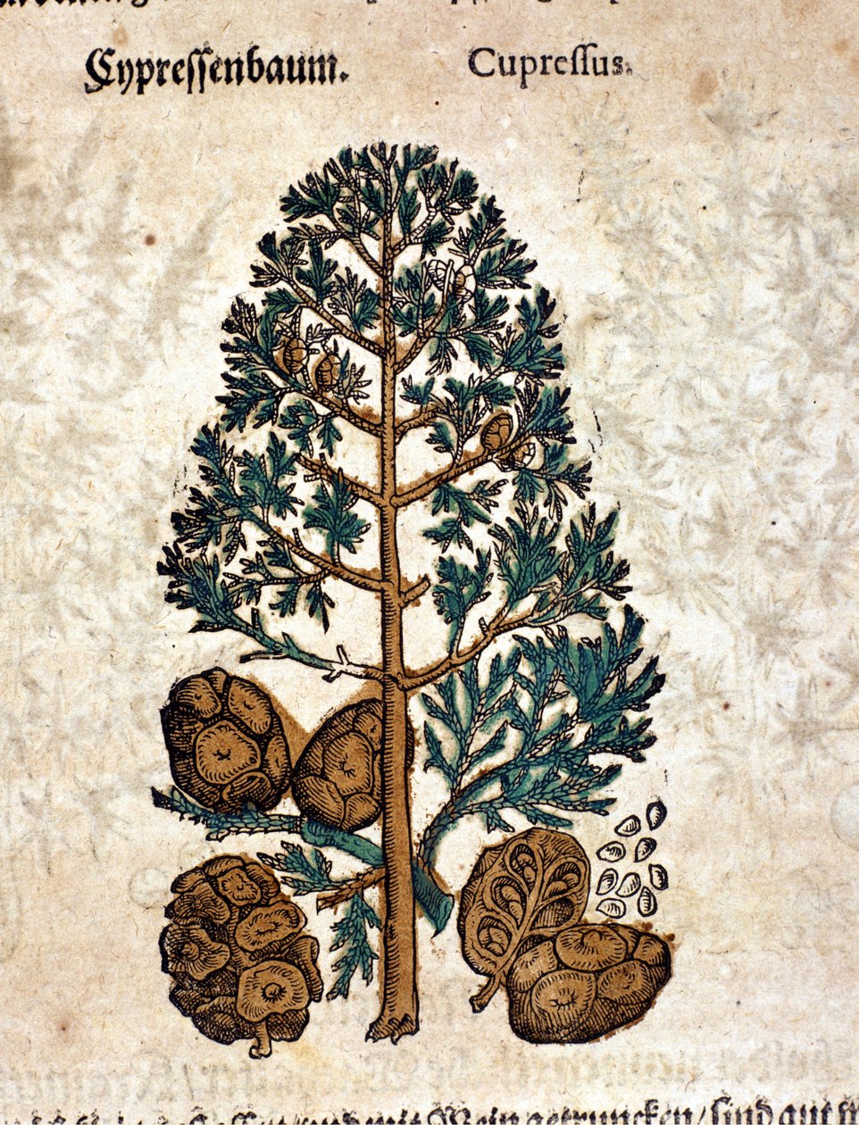Cyber ​​kartio. Kaiverrus - "" Kreutterbuch Dess erittäin oppinut ja tunnettu Mr. D. Petri Andreae Matthioli"" Pietro Andrea Mattioli (Matthiole) (1500-1577). Frankfurt tekijältä Pietro Andrea Mattioli