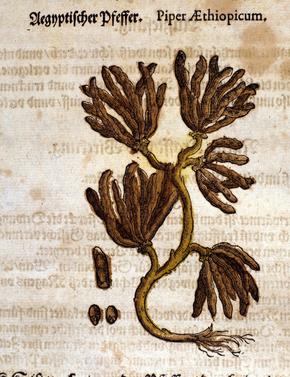 Etiopia pippuria. Kaiverrus - "" Kreutterbuch Dess erittäin oppinut ja tunnettu Mr. D. Petri Andreae Matthioli"" Pietro Andrea Mattioli (Matthiole) (1500-1577). Frankfurt tekijältä Pietro Andrea Mattioli