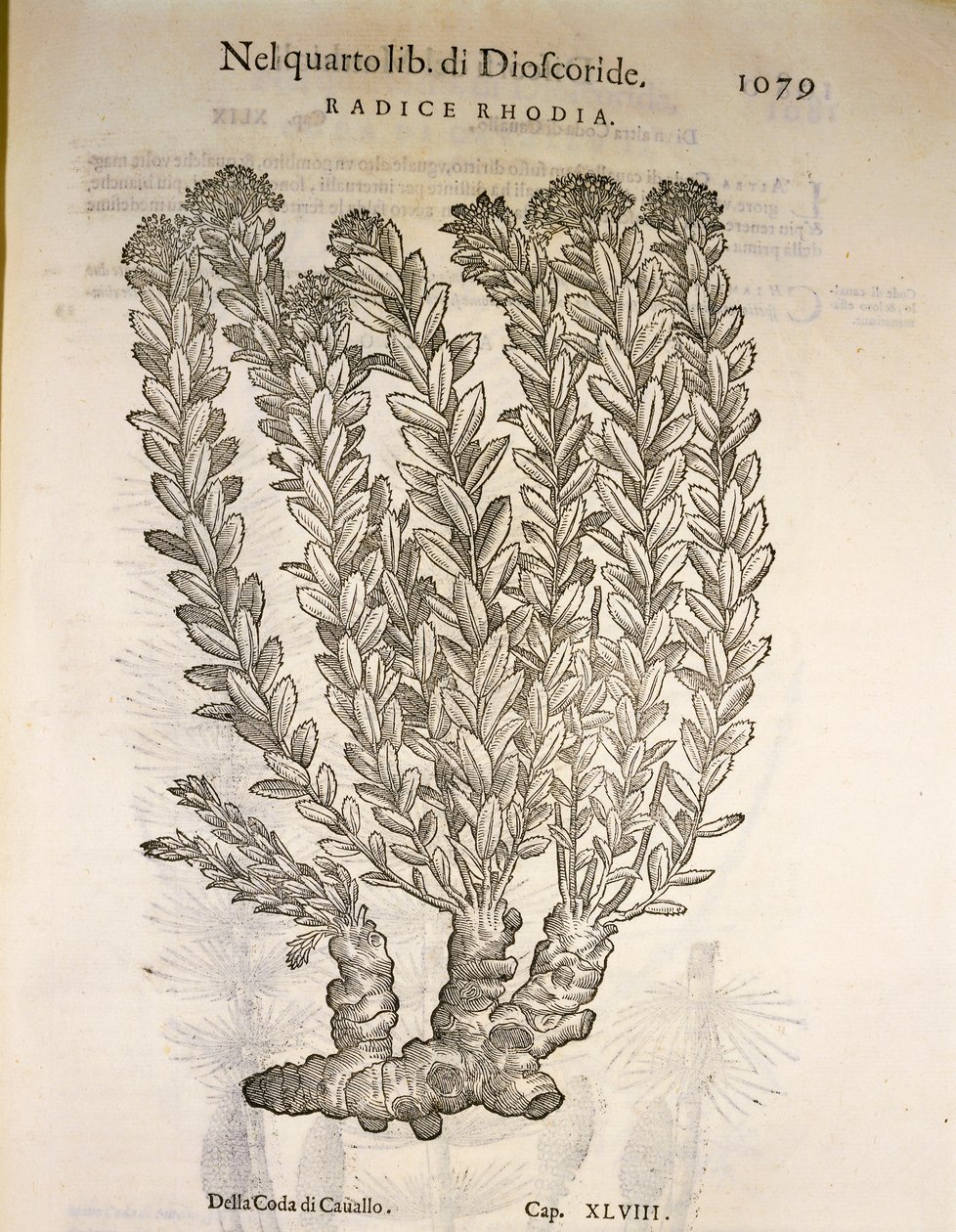 Kultajuuri tai ruusunjuuri (Rhodiola rosea), kaiverrus Pier Andrea Mattioli tekijältä Pietro Andrea Mattioli
