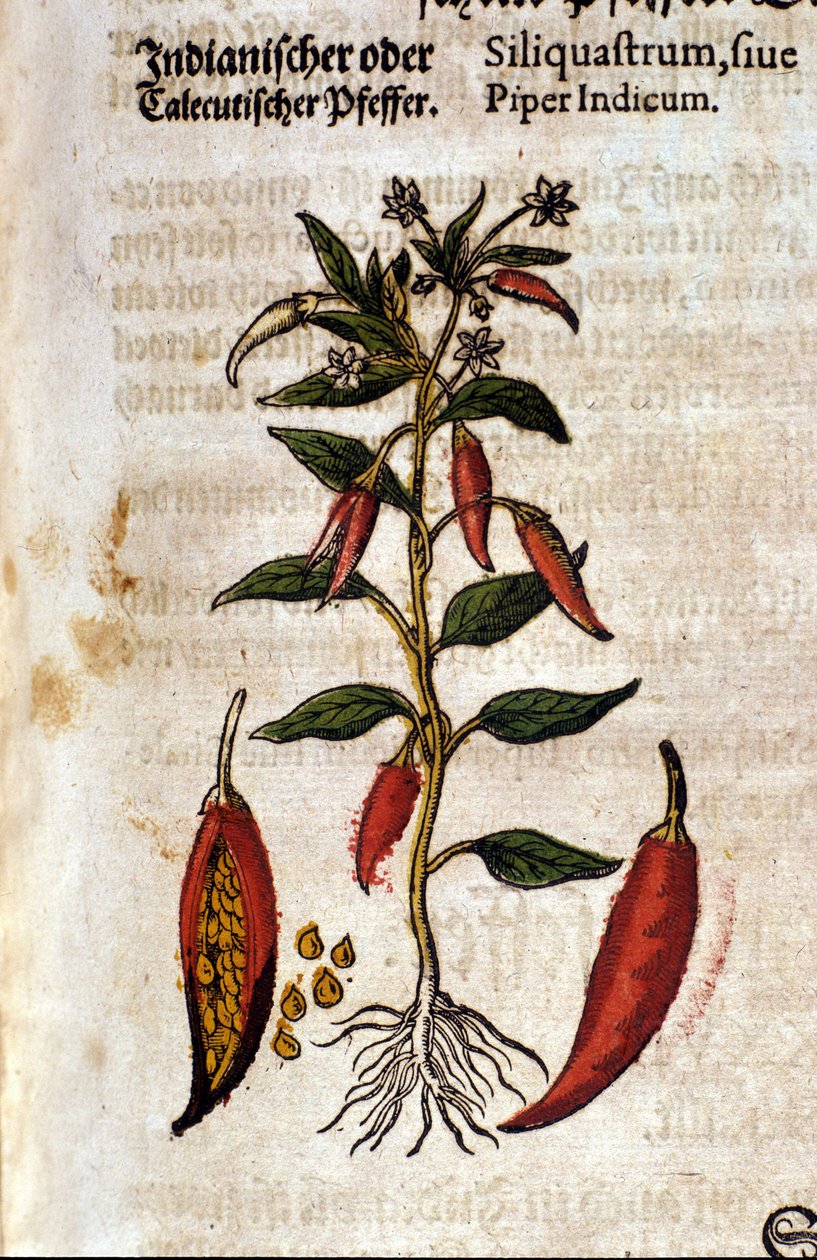 Intialainen pippuri. Kaiverrus - "" Kreutterbuch Dess erittäin oppinut ja tunnettu Mr. D. Petri Andreae Matthioli"" Pietro Andrea Mattioli (Matthiole) (1500-1577). Frankfurt tekijältä Pietro Andrea Mattioli