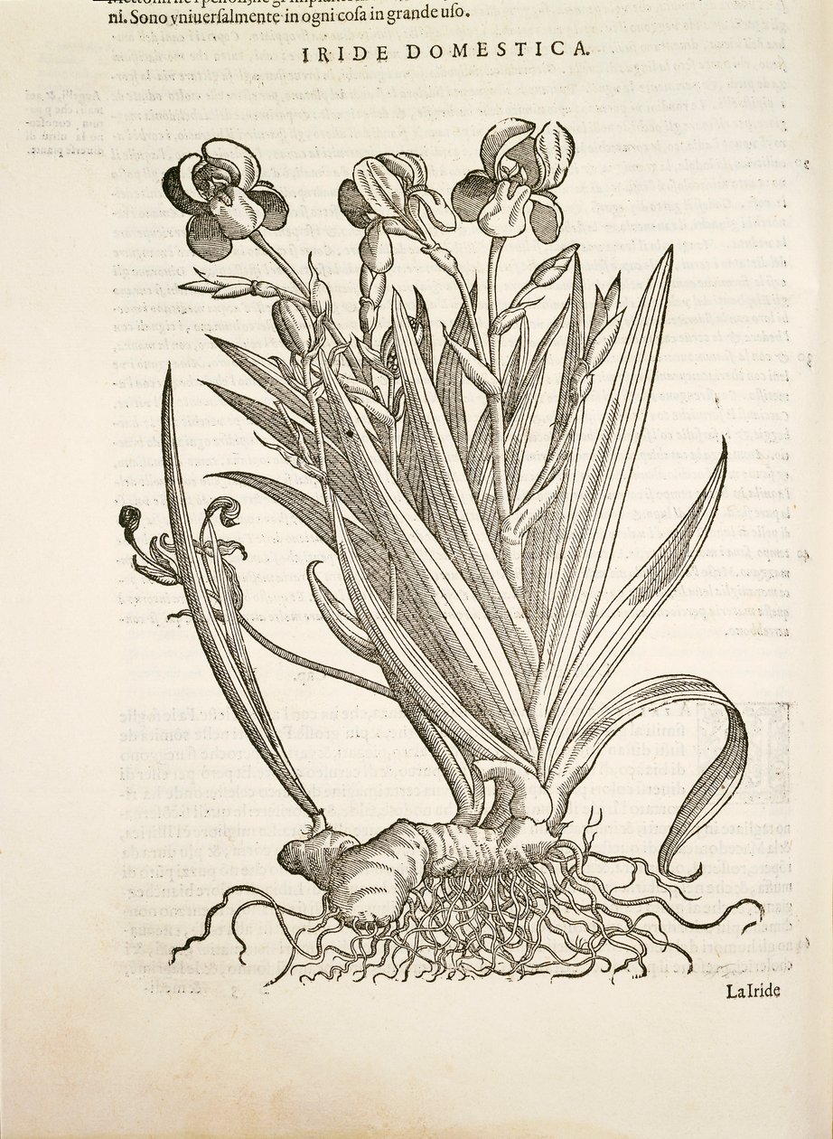Iris (Domestic iris), kaiverrus Pier Andrea Mattioli tekijältä Pietro Andrea Mattioli
