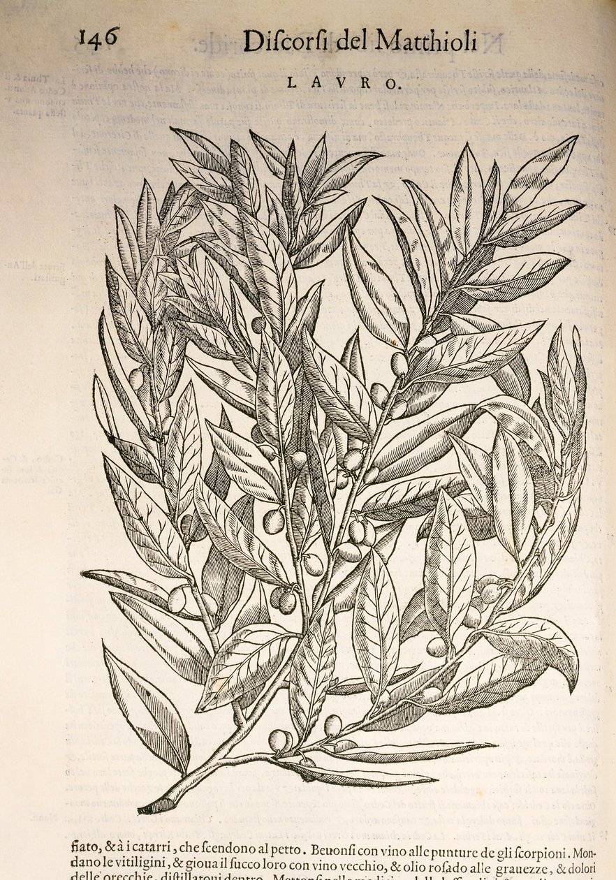 Laurel (Laurus), kaiverrus Pier Andrea Mattioli tekijältä Pietro Andrea Mattioli