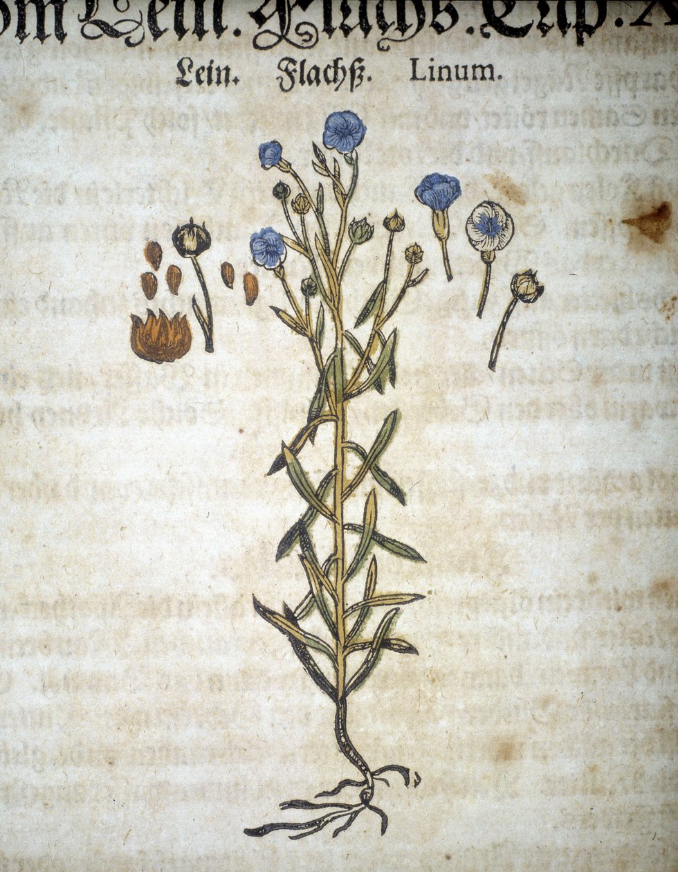 Lin tai Linum - "Herbarium Mattiolissa"". tekijältä Pietro Andrea Mattioli