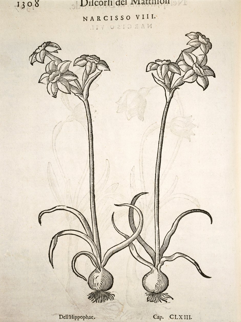 Narcissus, kaiverrus Pier Andrea Mattioli tekijältä Pietro Andrea Mattioli