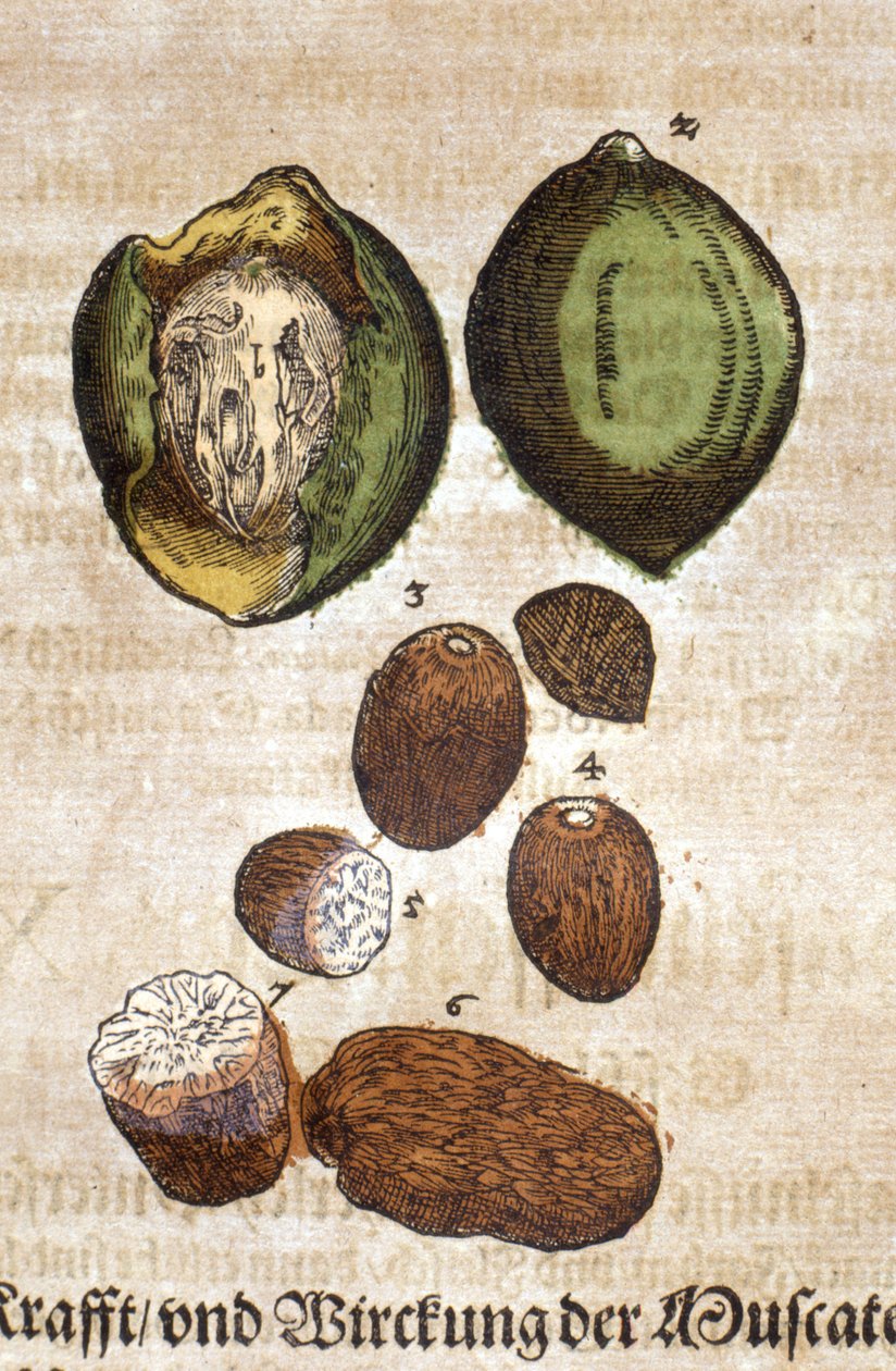Noix de muscade. Syväpaino - in "" Kreutterbuch dess korkeasti oppinut ja tunnettu Mr. D. Petri Andreae Matthioli"" par Pietro Andrea Mattioli (Matthiole) (1500-1577). Frankfurt tekijältä Pietro Andrea Mattioli