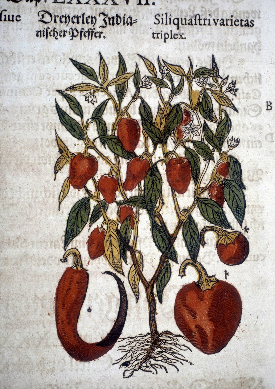Paprikat tai Siliquaftri varietas triplex - ""Herbier Mattioli"" tekijältä Pietro Andrea Mattioli