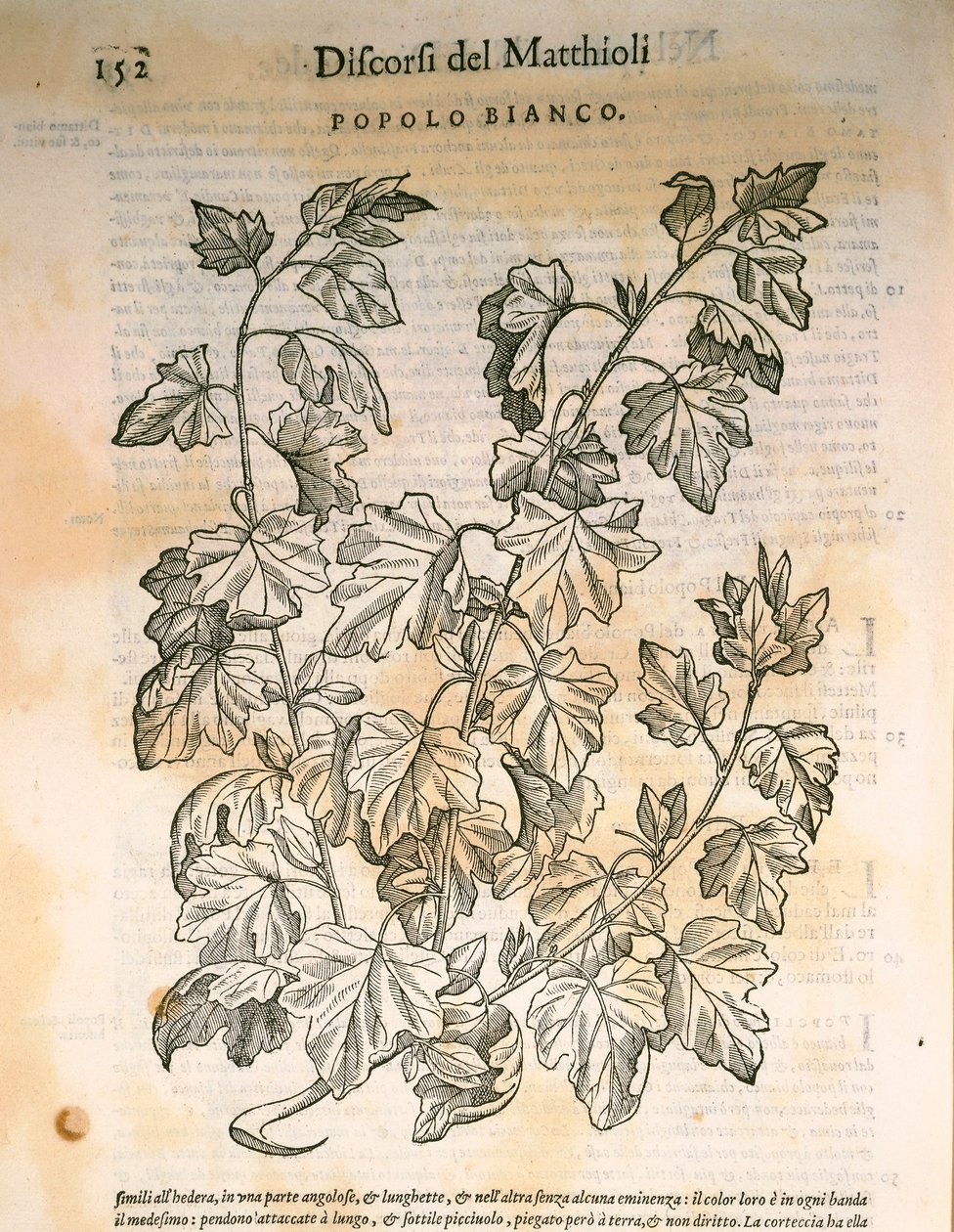 Poppeli (Populus), kaiverrus Pier Andrea Mattioli tekijältä Pietro Andrea Mattioli