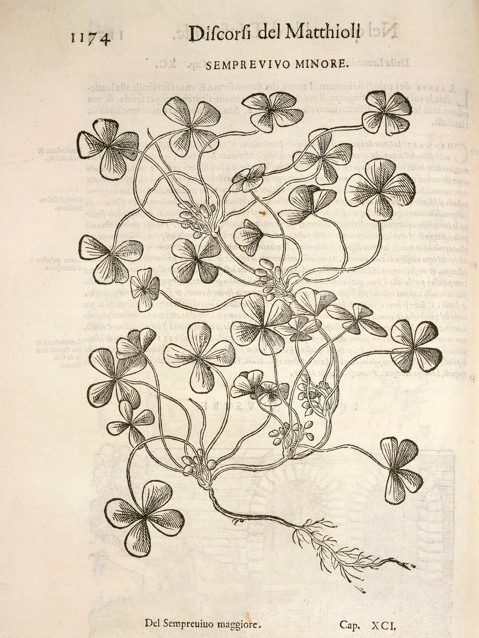 Sempervivum (Minor houseleek), kaiverrus Pier Andrea Mattioli tekijältä Pietro Andrea Mattioli