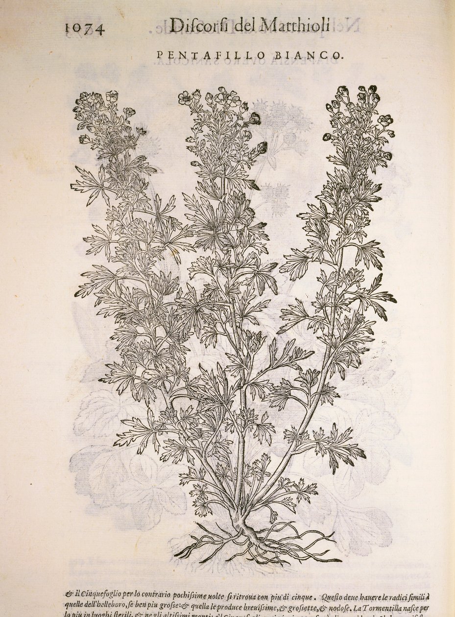 Silverweed (Potentilla alba), kaiverrus Pier Andrea Mattioli tekijältä Pietro Andrea Mattioli
