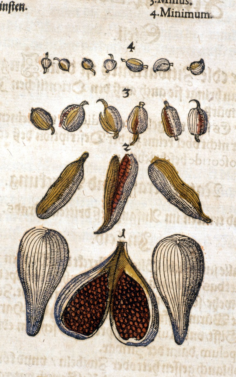 Kardemumma. Kaiverrus - "" Kreutterbuch Dess erittäin oppinut ja tunnettu Mr. D. Petri Andreae Matthioli"" Pietro Andrea Mattioli (Matthiole) (1500-1577). Frankfurt tekijältä Pietro Andrea Mattioli